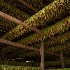 Tobacco leaves hanging from wooden beams inside a large agricultural drying barn, curing naturally for processing ,green ,farming ,agricultural