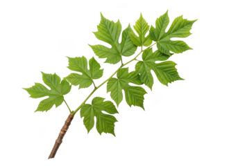 Green sycamore maple leaf branch isolated on transparent background