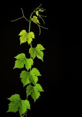 Vibrant green vine leaves climbing, dramatically isolated against a deep black studio background, showing natural growth and exquisite detail ,lush ,vertical ,close up