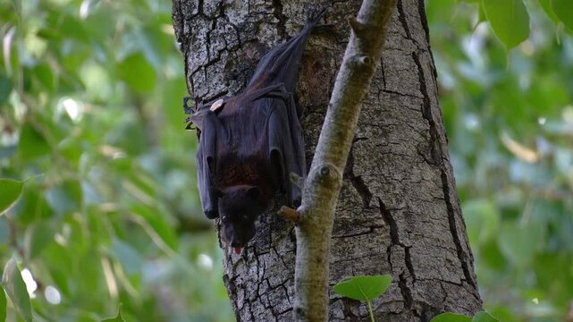 A black flying fox (Pteropus alecto) clings on the tree trunk, stretches and extends its wings, close up shot of native Australian fruit bat.