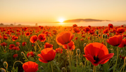 Fototapeta premium Vibrant poppy flowers blooming in a field during sunset 