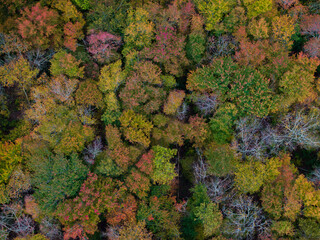 Aerial view of a dense forest canopy ablaze with autumnal hues of red, orange, yellow, and green, creating a vibrant mosaic of color, Boston, Massachusetts, United States.