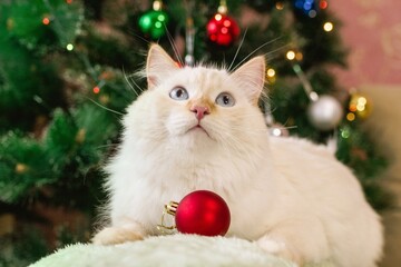 Cream-Colored Cat with Magic Blue Eyes near Christmas Tree in Holiday Setting.