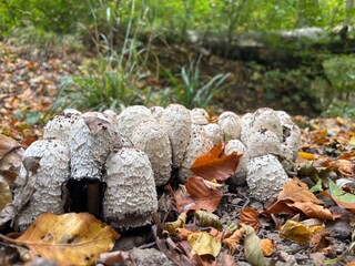mushrooms in autumn forest