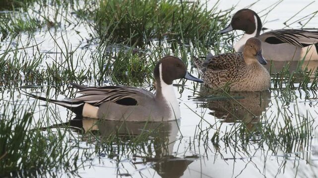 Northern Pintail, Anas acuta, birds on marshes