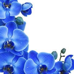 Vibrant Blue Orchid Flowers with Dew Drops on White Background