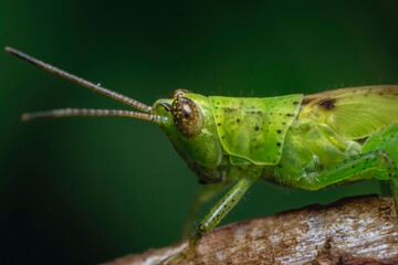 An ultra-detailed, extreme close-up macro photograph of a small insect Grasshopper Nymph resting on...