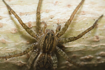 An ultra-detailed, extreme close-up macro photograph of a small insect Wolf Spider resting on a vibrant green leaf. The shallow depth of field and beautiful bokeh background