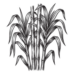 Sugar Cane Plant Stalks Vintage Illustration