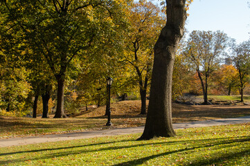 Paisaje de un parque p&uacute;blico en oto&ntilde;o en Nueva York, EEUU. Jardines de Central Park. Camino en Central Park en el cruce de West Dr. y Terrace Dr. Noviembre 2019.