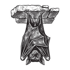 Vintage Engraving of Hanging Vampire Bat