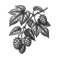 Hops Branch with Cones and Leaves Illustration