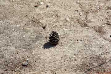Solitary dry pine cone on arid and textured dirt ground