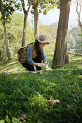 Female botanist observes plants and grass in field for eco agricultural research
