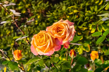 Pink and orange roses in the night garden, closeup

