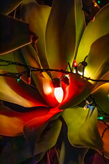 A plant in the night garden decorated with Christmas lights, closeup
