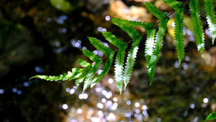 Idyllic view of New Zealand fern over stream of water with sunlight in outdoor forest environment in NZ Aotearoa
