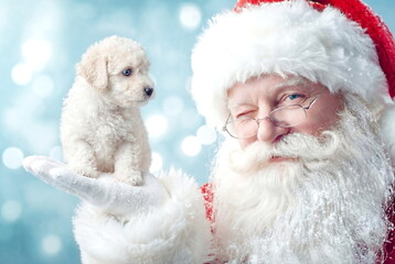 Close-up of Santa Claus holding a small white puppy in his hand, with a squinting eye behind glasses, with space for text. Concept of giving a pet as a New Year or Christmas gift.