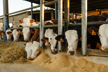 Cows eating animal feed inside a modern cattle barn at sunrise, symbolizing livestock production, agriculture and food industry © aitor