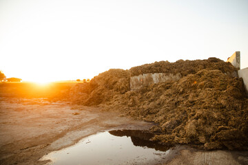 Organic manure pile at a rural farm during sunset, representing agriculture waste management, sustainable farming and rural environment