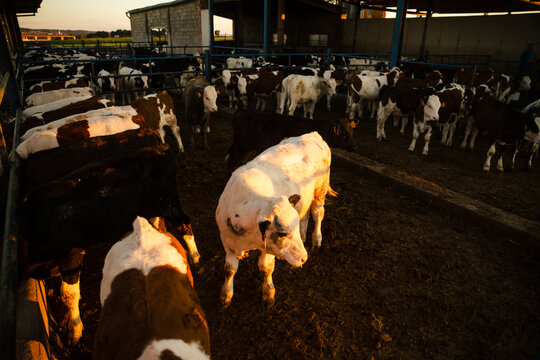 Wide view of a large herd of cattle inside a rural livestock farm, showing animal management, agriculture and modern farming facilities