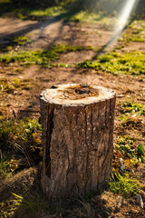 A cut tree stump illuminated by sunlight in a natural outdoor setting, symbolizing nature, time, and environmental change