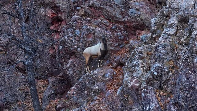 Aerial view of the mountain goats in the forest