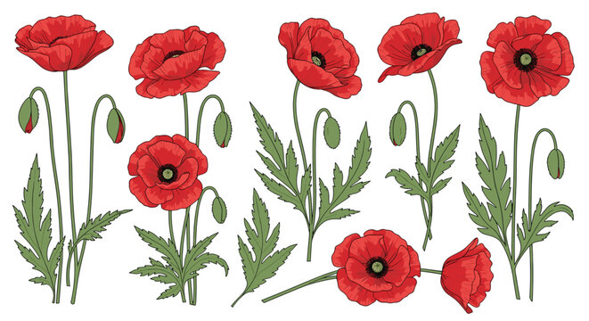 Set of beautifully detailed red poppy flowers with green stems and leaves isolated on a white background for botanical illustrations.
