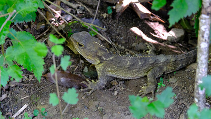 Fototapeta premium Adult tuatara reptile with sharp spikes on back in forest environment in Wellington, New Zealand Aotearoa