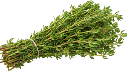 Fresh bunch of green thyme herbs, aromatic culinary ingredient for seasoning dishes, isolated on white background.