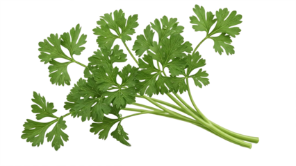 Fresh parsley herb bunch with green leaves on transparent background