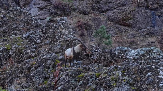Aerial view of the mountain goats in the forest