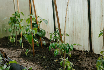 Tomato Plants Staked in Greenhouse for Support