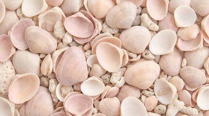 sea shells background