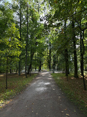 Autumn forest landscape in St. Petersburg
