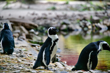 Brillenpinguin in einem Tierpark  © Blende8