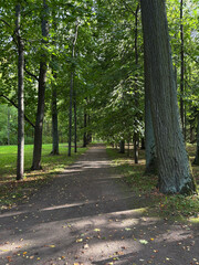 Autumn forest landscape in St. Petersburg