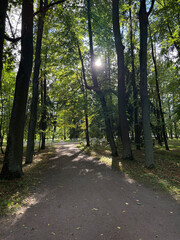 Autumn forest landscape in St. Petersburg