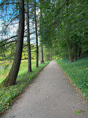 Autumn forest landscape in St. Petersburg