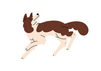 Obedient Border Collie follows commands. Fluffy sheepdog has fun outdoors. Happy puppy of sheep dog plays. Funny pet runs and looks upward. Flat isolated vector illustration on white background