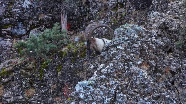 Aerial view of the mountain goats in the forest
