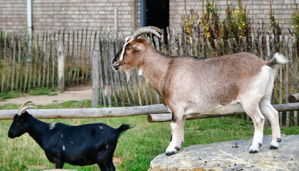 Ziegen in einem Streichelzoo in einem Tierpark  © Blende8