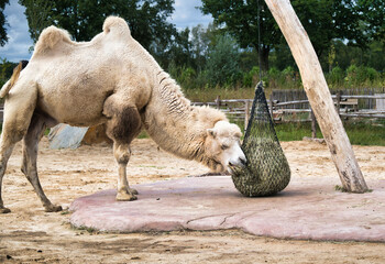 schönes weißes Trampeltier in einem Tierpark  © Blende8