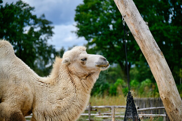 schönes weißes Trampeltier in einem Tierpark  © Blende8