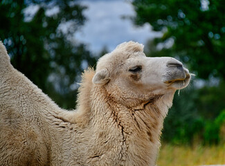 schönes weißes Trampeltier in einem Tierpark  © Blende8