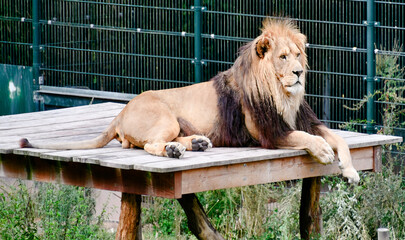 Löwenmännchen in einem Tierpark  © Blende8
