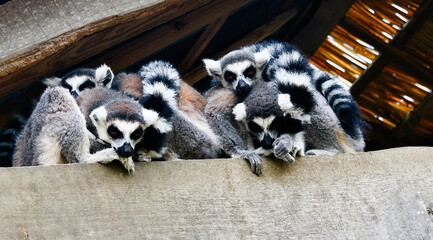 Große Katta Sippe  in einem Tiergarten in Holland © Blende8