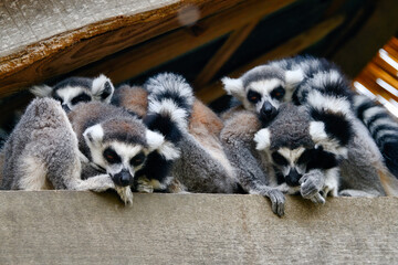 Große Kattafamilie blickt Neugierig auf die Besucher  in einem Tiergarten in Holland