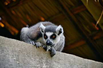 Ein Katta liegt auf einem Balken  in einem Tiergarten in Holland © Blende8