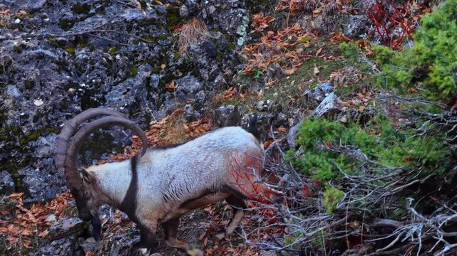 Aerial view of the mountain goats in the forest
